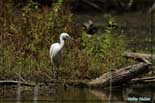 Aigrette garzette